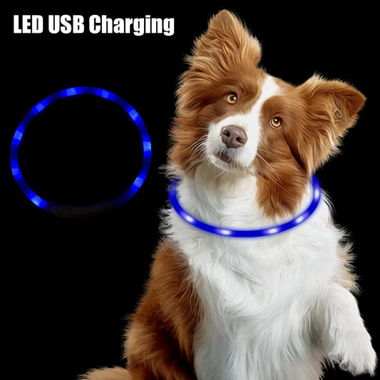 Rechargeable LED Dog Safety Collar in Blue – USB Charging Night Visibility Collar Shown on Border Collie