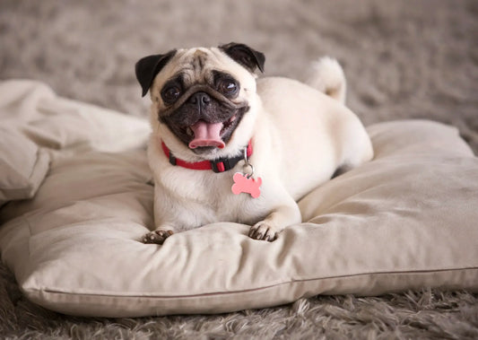 Eco-Friendly Pet Parenting: 5 Simple Ways to Choose Better for Your Pet and the Planet