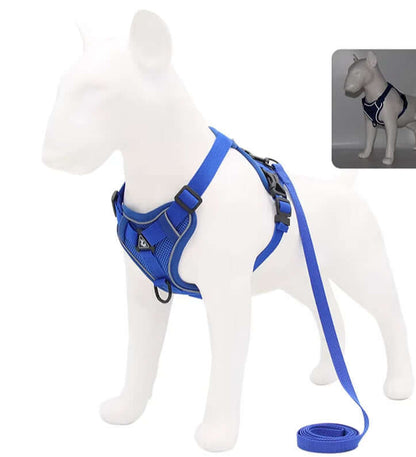 Royal blue dog harness and leash – adjustable and padded for daily walks