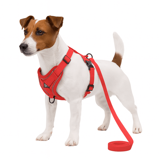 Small dog wearing red reflective harness with matching leash – front clip no-pull design