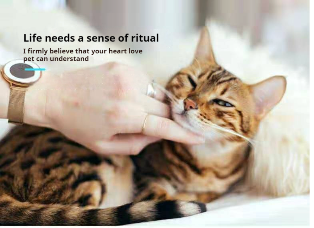 Double Cat Bowls with Auto Water Bottle – Raised & Tilted