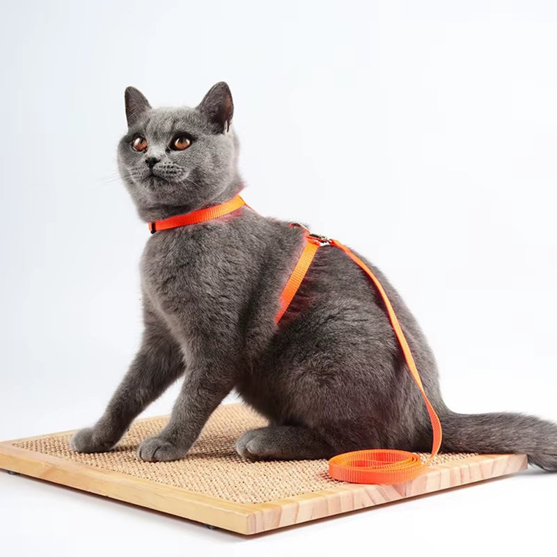 Sphynx Cat Harness & Leash Set – Comfortable & Secure