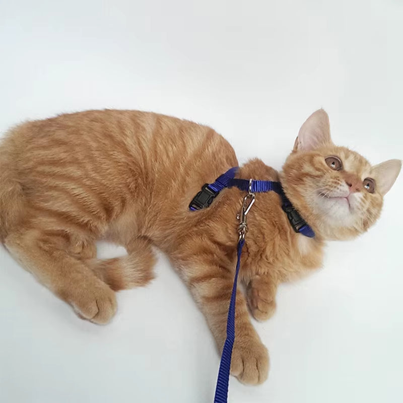 Sphynx Cat Harness & Leash Set – Comfortable & Secure